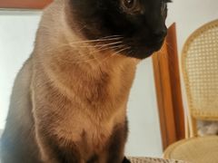 -猫友咖啡店(玉林西路店)