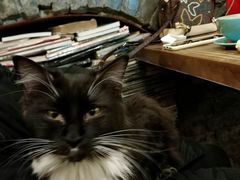 -猫色咖啡·猫咖