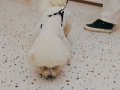 -瑞派康怡24h宠物医院·犬猫医疗中心·微创绝育(瑞景分院)