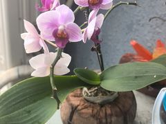 -船说蒸汽海鲜·渔民捕捞直供(凤凰路店)