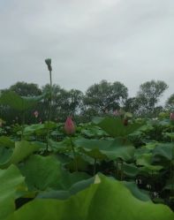 -剑鱼皮划艇俱乐部(石湖基地)