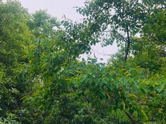 -宝岩生态观光园