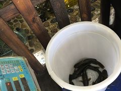 -白洋淀灶台鱼(名佳花园店)