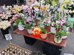 -循礼门鲜花花市(武汉循礼门店)