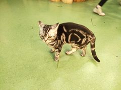 -藦茜花园宠物主题亲子互动体验馆(国顺东路店)