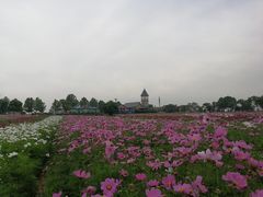 -花博汇(知音花月夜)