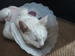 -宠颐生中康贝怡动物医院