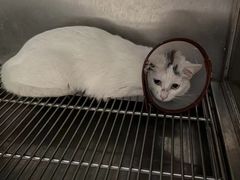 -艾贝尔宠物诊疗