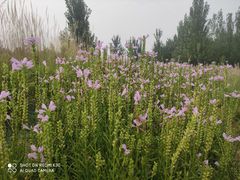 -汉长安城未央宫国家考古遗址公园