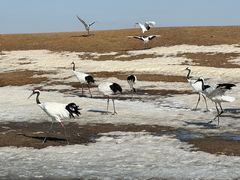-黑龙江扎龙生态旅游区
