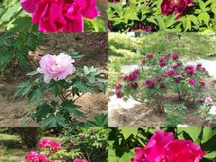 -燕郊植物园