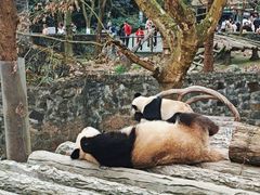 -都江堰中华大熊猫苑