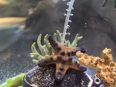 -上海海洋水族馆