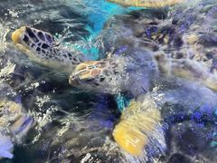 -烟台海昌鲸鲨海洋公园