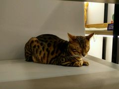 -小时光咖啡馆(开森度假森林店)