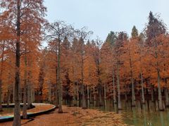 -泗洪洪泽湖湿地景区