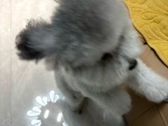 -暖阳宠物医院·犬猫康复中心·骨科