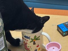 -瑞派伍一宠物医院·眼科·骨科·猫科转诊中心(马王堆院)