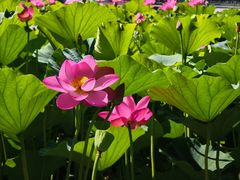 -莲花池公园