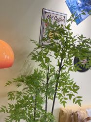 -变美丽半永久纹眉连锁·机器野生眉•洗眉