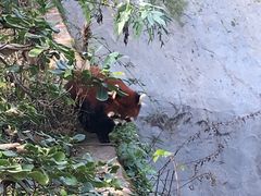 -成都大熊猫繁育研究基地