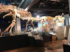 -墨尔本博物馆(Melbourne Museum)