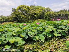 -西溪国家湿地公园