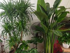 -桂林市花鸟市场