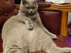 -猫小院猫主题餐厅(三里屯店)