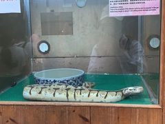 -上海大自然野生昆虫馆(东方明珠·爬宠昆虫探索中心)