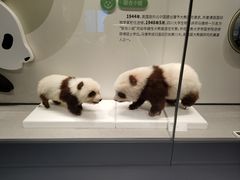 -四川大学博物馆