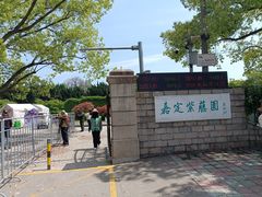 -嘉定紫藤园