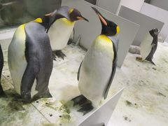 -大连圣亚海洋世界