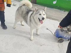 -宠物寄养训练学校