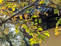-普陀山风景名胜区-法雨禅寺