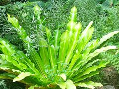 -华南国家植物园-售票处