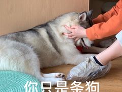 -Husky Go! 哈士奇体验馆·宠物咖啡厅狗咖
