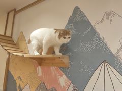 -滚猫咖啡·猫咖·猫友好撸猫(未来城店)