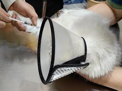 -瑞派名望志远动物医院·猫科·內科·异宠专科(直港大道店)