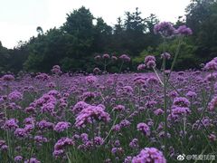-大塘金香草谷