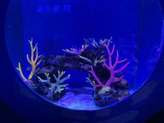 -上海海昌海洋公园