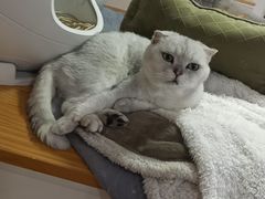 -李小姐の猫咖啡馆(五角场店)
