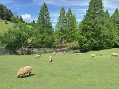 -神户市立六甲山牧场