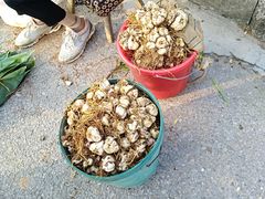 -长兴慧子土特产茶行