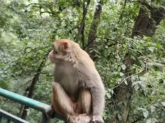 -黔灵山公园-南门售票处