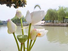 -嘉兴月河历史街区