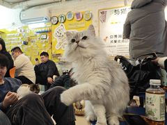 -平行世界·猫咖(首经贸店)