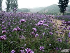 -紫海香堤香草艺术庄园