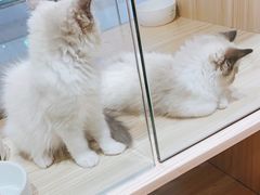 -屋虎猫馆(宝安大仟里店)