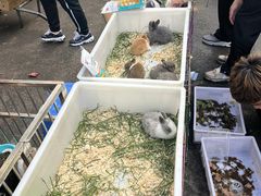 -哈尔滨道外花鸟鱼市场